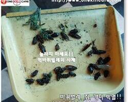 현장 먹바퀴벌레 사체