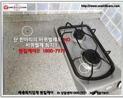 바퀴벌레퇴치 현장-6월 