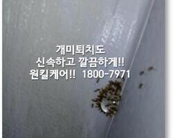 개미퇴치 현장 - 1월