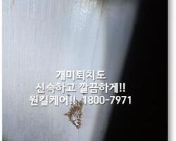 개미퇴치 현장 - 1월