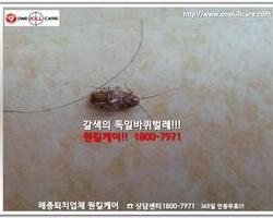 바퀴벌레 현장에서 - 1월 