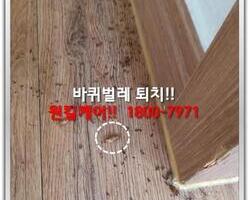 바퀴벌레퇴치 현장-8월 