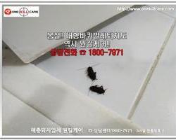 바퀴벌레 현장에서 -3월