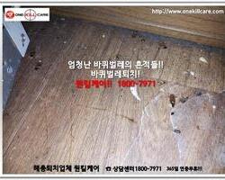 바퀴벌레 현장에서 - 1월 