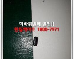 바퀴벌레퇴치 현장-8월 