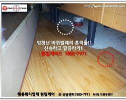 바퀴벌레 현장에서 - 1월 