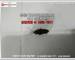 바퀴벌레 현장에서 -3월