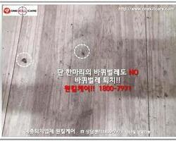 바퀴벌레퇴치 현장-6월 