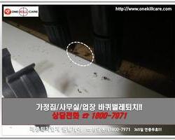 바퀴벌레 현장에서 -3월 