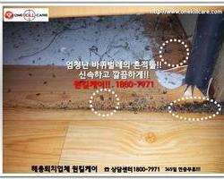 바퀴벌레 현장에서 - 1월 