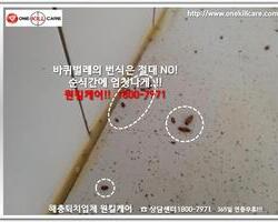 바퀴벌레 현장에서 -3월