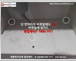 바퀴벌레퇴치 현장-6월 