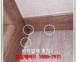 바퀴벌레퇴치 현장-8월 