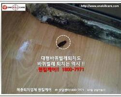 바퀴벌레퇴치 현장-6월 