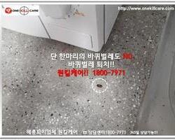 바퀴벌레퇴치 현장-6월 