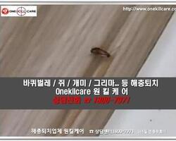 바퀴벌레퇴치 현장-4월 