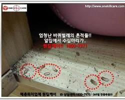 바퀴벌레 현장에서 - 1월 
