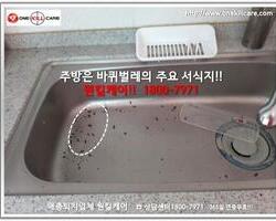 바퀴벌레퇴치 현장-5월