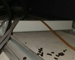 여름철 천장쥐퇴치 작업 현장_쥐흔적들?!