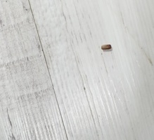 바퀴벌레퇴치 현장 발견된 바퀴벌레