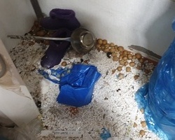 여름철 음식점 창고쥐퇴치