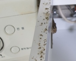 공주 바퀴벌레퇴치 이제 미룰 수 없는 시기?!