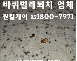 바퀴벌레 퇴치 현장_가정집