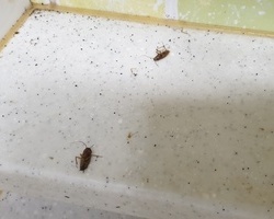 부산 가정집 바퀴벌레 퇴치 현장_09월