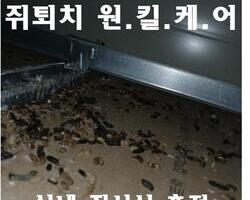 실내 쥐퇴치 현장_11월 