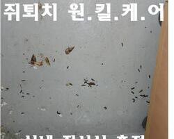 실내 쥐퇴치 현장_11월 