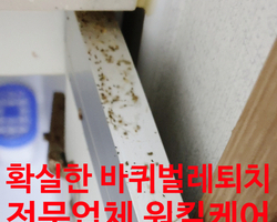 안산 작업중_바퀴벌레 흔적들(배설물)