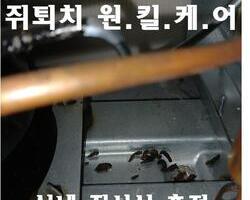 실내 쥐퇴치 현장_11월 