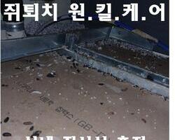실내 쥐퇴치 현장_11월 
