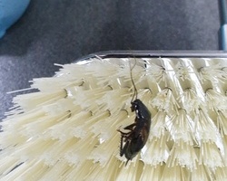 수원 가정집 바퀴벌레 퇴치 현장_09월
