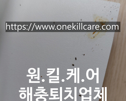 성남 분당구 정자동 아파트바퀴벌레퇴치 작업 현장