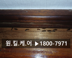 경산시 대동 영남대 근처 원룸바퀴벌레퇴치 작업 현장